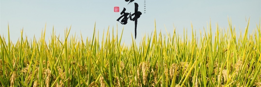 芒種 | 風(fēng)吹麥浪，蟬鳴夏忙